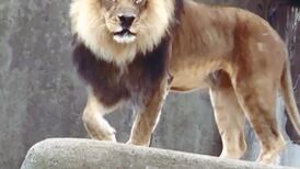 Louisville Zoo offering discount for canned food donations