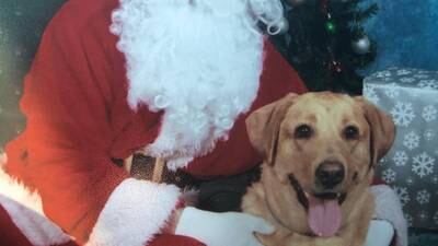 Picture your pet with Santa Paws