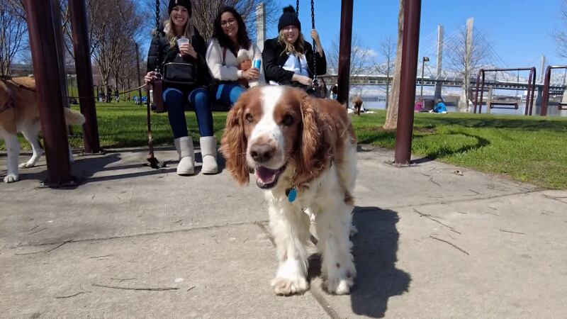 Pet-friendly Bark & Brunch returns to Waterfront Park